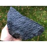 Sigillaria schlotheimi